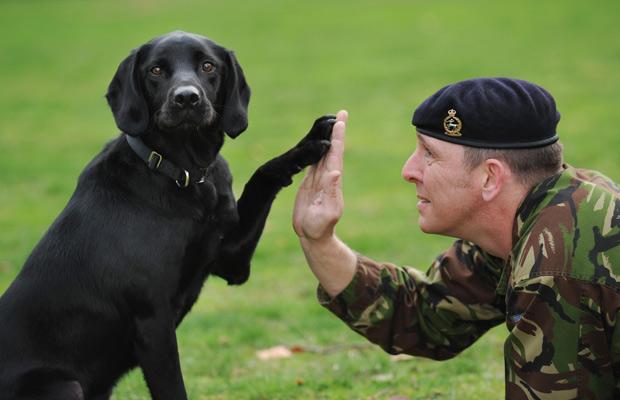 Dog paw with Solider